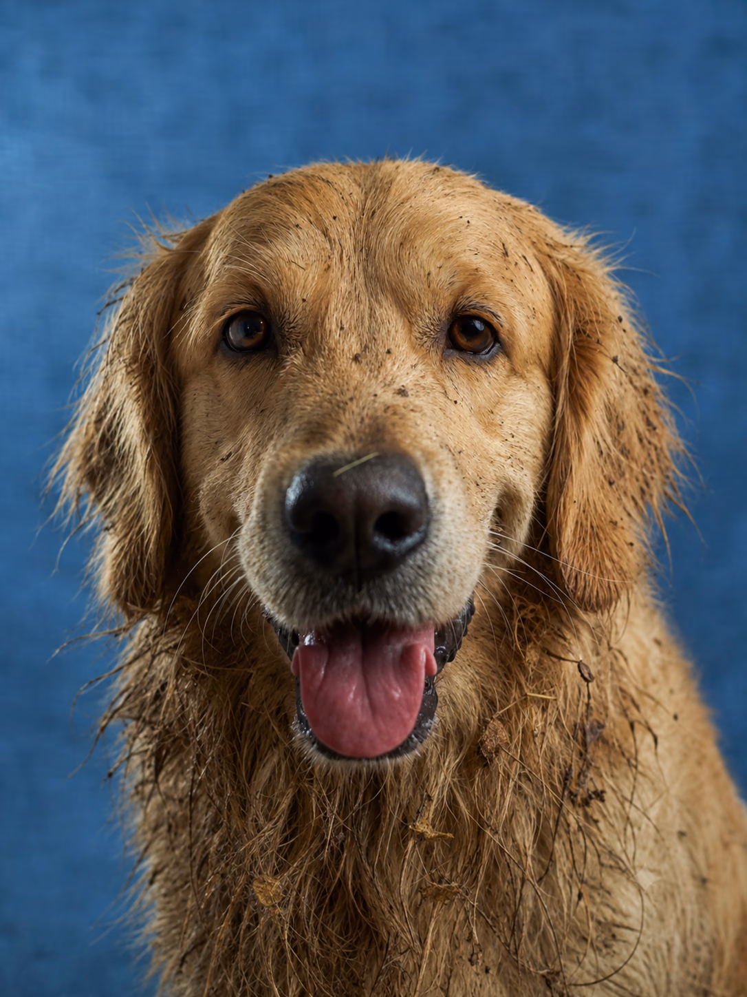 Golden retriever before grooming